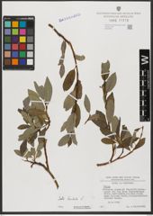 Foto von Salix hastata L.